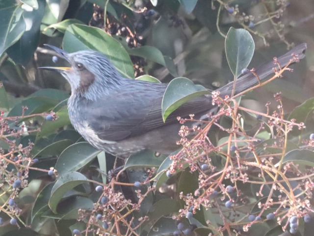 ひとはくblog - 兵庫県立 人と自然の博物館（ひとはく） (Page 42)
